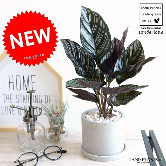 楽天市場】カラテア ゼブリナ 7号 希少種 観葉植物 鉢植え 販売
