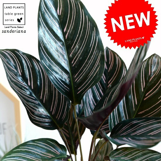 楽天市場】カラテア ゼブリナ 7号 希少種 観葉植物 鉢植え 販売