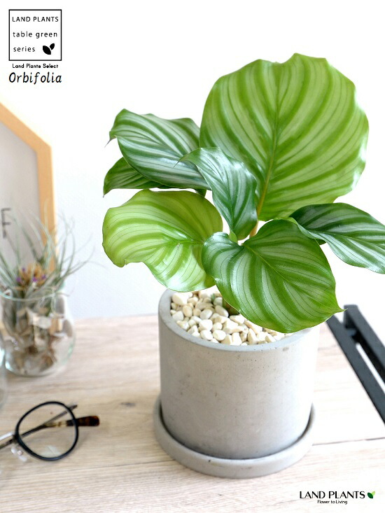 カラテア オルビフォリア 接着剤 円柱類型 陶磁器されこうべ 鉢植え 鉢 苗 若木 観葉植物 貨物輸送無料 薄墨 木灰 薄墨 ねずみ マネー ラウンド オルビフォーリア Hotjobsafrica Org