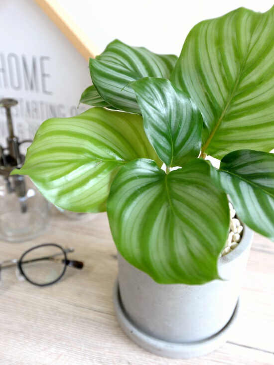 カラテア オルビフォリア セメント シリンダー型 陶器鉢 鉢植え 鉢 苗 苗木 観葉植物 送料無料 灰色 灰 グレー ねずみ 丸 ラウンド オルビフォーリア Educaps Com Br