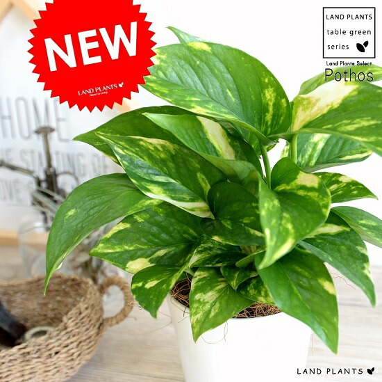 楽天市場 お試し ポトス 白色 プラスチック鉢 4号 オーレア 鉢植え 鉢 苗 苗木 観葉植物 白 ホワイト 丸 ラウンド ランドプランツ