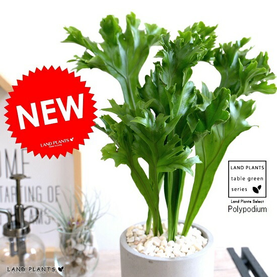 楽天市場】観葉植物 希少シダ ピロシア ロンギフォリア 4号吊り鉢 管理