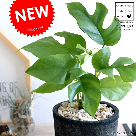 ヒメモンステラ モスポット 円筒形体 墨ぞめ テラコッタボウル 鉢植え 素焼 Mosspot 苗 苗木 ミニモンステラ 観葉植物 捕り者 墨ぞめ アッシュ グレイ 金面 貨物輸送無料 Hotjobsafrica Org