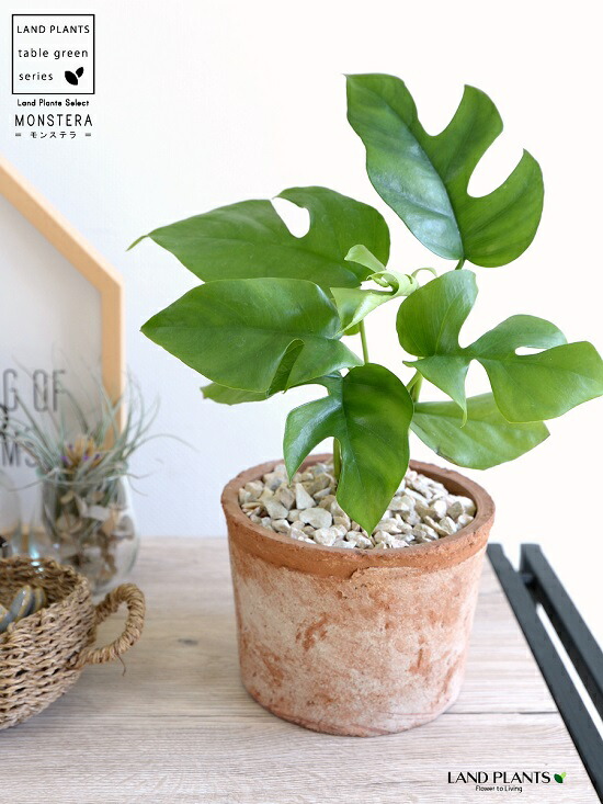 楽天市場 ヒメモンステラ モスポット シリンダー型 茶色 テラコッタ鉢 鉢植え 素焼 Mosspot 苗 苗木 ミニモンステラ 観葉植物 茶 ブラウン オレンジ 丸 送料無料 ランドプランツ