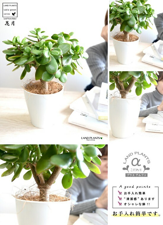 お試 カネノナルキ 花月 カゲツ 白色 可塑物汁椀 4サイズ カネノナルキ 金子の化す木 カゲツ 弁慶ハーブ 数多肉草木 多肉質 多肉 鉢植え 苗 苗木 観葉植物 カランコエ フチベニベンケイ 絆棒紅弁慶 成金草 Nobhillmusic Com