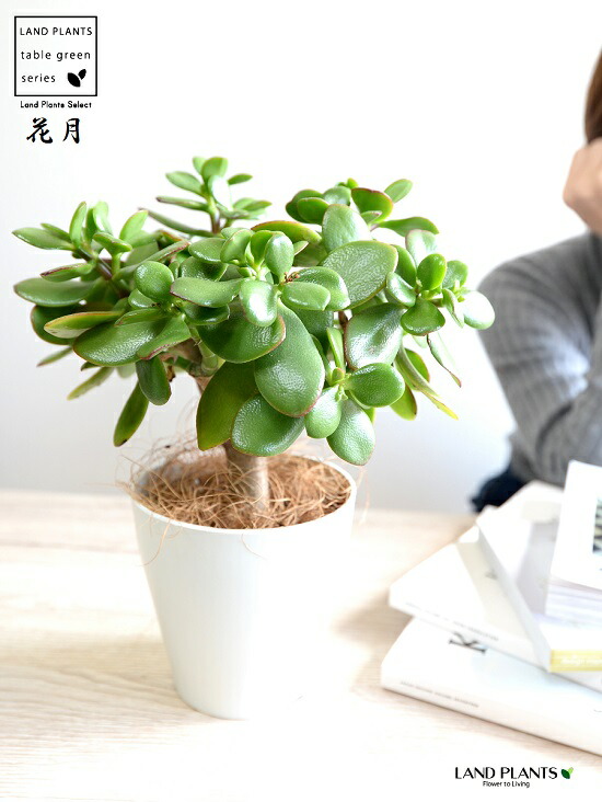 お試 カネノナルキ 花月 カゲツ 白色 可塑物汁椀 4サイズ カネノナルキ 金子の化す木 カゲツ 弁慶ハーブ 数多肉草木 多肉質 多肉 鉢植え 苗 苗木 観葉植物 カランコエ フチベニベンケイ 絆棒紅弁慶 成金草 Doorswindowsstairs Co Uk