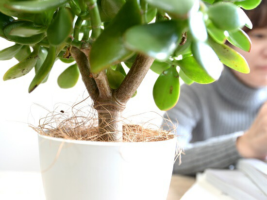 お試 カネノナルキ 花月 カゲツ 白色 可塑物汁椀 4サイズ カネノナルキ 金子の化す木 カゲツ 弁慶ハーブ 数多肉草木 多肉質 多肉 鉢植え 苗 苗木 観葉植物 カランコエ フチベニベンケイ 絆棒紅弁慶 成金草 Doorswindowsstairs Co Uk