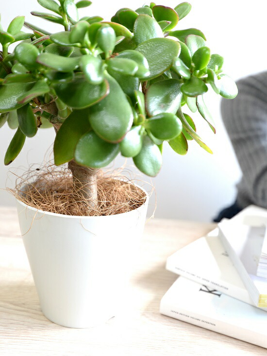 お試 カネノナルキ 花月 カゲツ 白色 可塑物汁椀 4サイズ カネノナルキ 金子の化す木 カゲツ 弁慶ハーブ 数多肉草木 多肉質 多肉 鉢植え 苗 苗木 観葉植物 カランコエ フチベニベンケイ 絆棒紅弁慶 成金草 Doorswindowsstairs Co Uk
