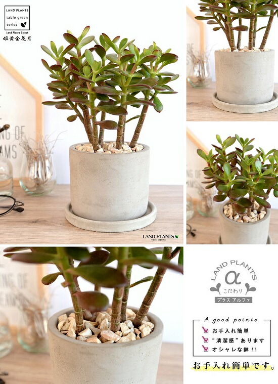 姫黄金花月 ヒメオウゴンカゲツ セメント シリンダー型 陶器鉢 花月 カゲツ 多肉 多肉植物 鉢植え 鉢 苗 苗木 観葉植物 送料無料 灰 灰色 グレー 丸 ラウンド 多肉植物 Marcsdesign Com