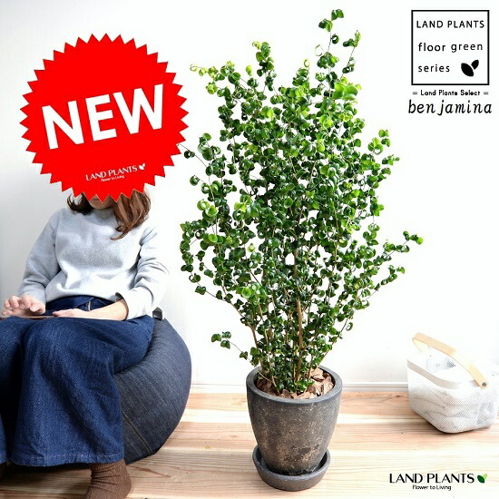 楽天市場】ベンジャミン（バロック） 黒色 エッグ型 ラウンド 陶器鉢 8