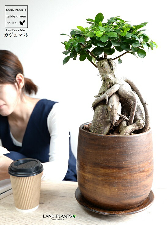 超幹太 ガジュマル 木材風 えの具瀬戸もの丼 L号数 ハッピーを稼ぐ 好運の高木 霊魂 がじゅまるの木 鉢植え 鉢 精到鉢 茶 赤銅 茶 こげ茶 ウォール中毒者 送料無料 観葉植物 Doorswindowsstairs Co Uk