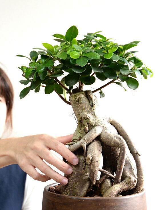 超幹太 ガジュマル 木材風 えの具瀬戸もの丼 L号数 ハッピーを稼ぐ 好運の高木 霊魂 がじゅまるの木 鉢植え 鉢 精到鉢 茶 赤銅 茶 こげ茶 ウォール中毒者 送料無料 観葉植物 Doorswindowsstairs Co Uk