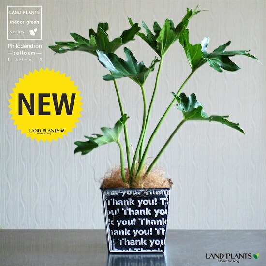 セローム Thank You 柄の鉢カバー 黒色 敬老の日 ポイント消化 観葉植物 送料無料 Educaps Com Br