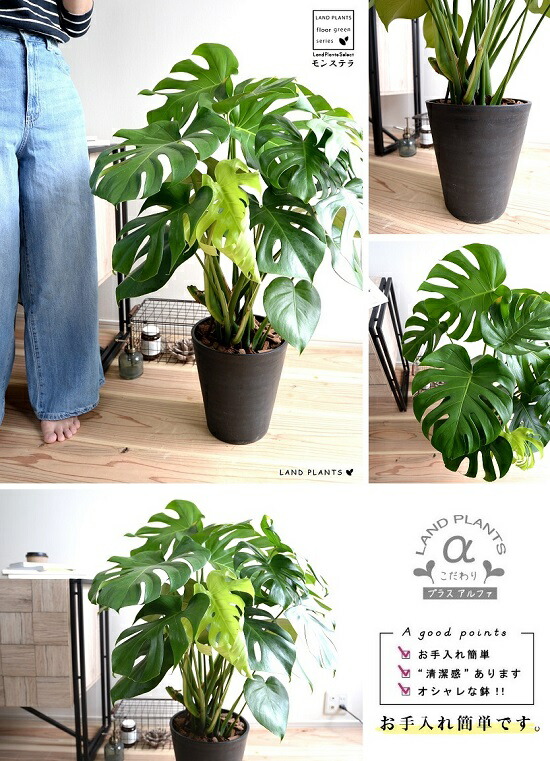 モンステラ 人外色 セラアート汁椀 8号数 バークチップ 鉢植え 鉢 陶磁器 テラコッタ 素焼 黒 ネグロイド ラウンド 鳥目 観葉植物 観葉 大型 送料無料 Hotjobsafrica Org