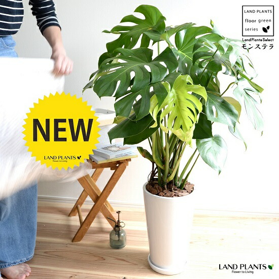 モンステラ 白いこと トール型 ラウンド 瀬戸もの鉢（バークチップ） 鉢植え 鉢 瀬戸もの テラコッタ 素焼 白 白いこと ラウンド 丸 観葉草木 観葉 大型 貨物輸送無料
