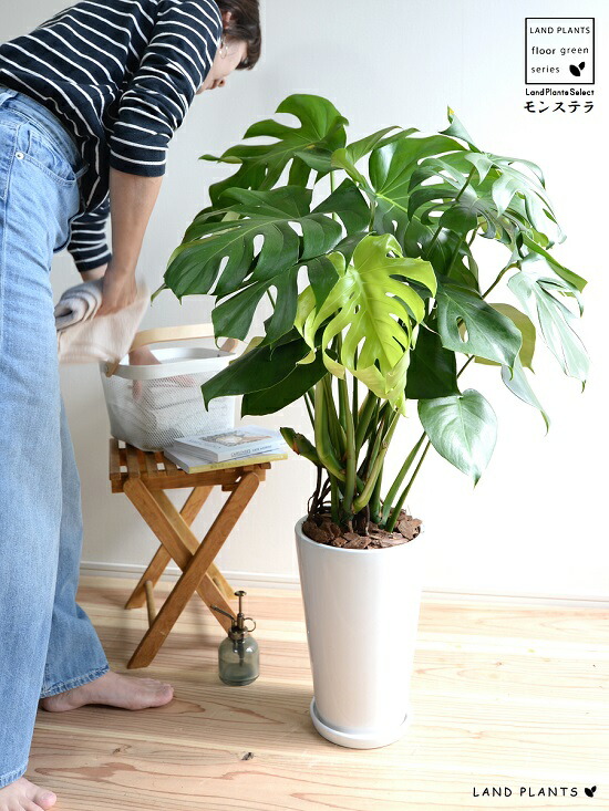 モンステラ 白み色 トール部類 ラウンド 陶製フラワーポット バークチップ 鉢植え 鉢 陶器 テラコッタ 素焼 白 白いこと ラウンド 金子 観葉草木 観葉 大型 送料無料 Doorswindowsstairs Co Uk
