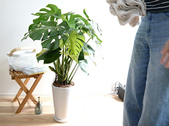 モンステラ 白み色 トール部類 ラウンド 陶製フラワーポット バークチップ 鉢植え 鉢 陶器 テラコッタ 素焼 白 白いこと ラウンド 金子 観葉草木 観葉 大型 送料無料 Doorswindowsstairs Co Uk
