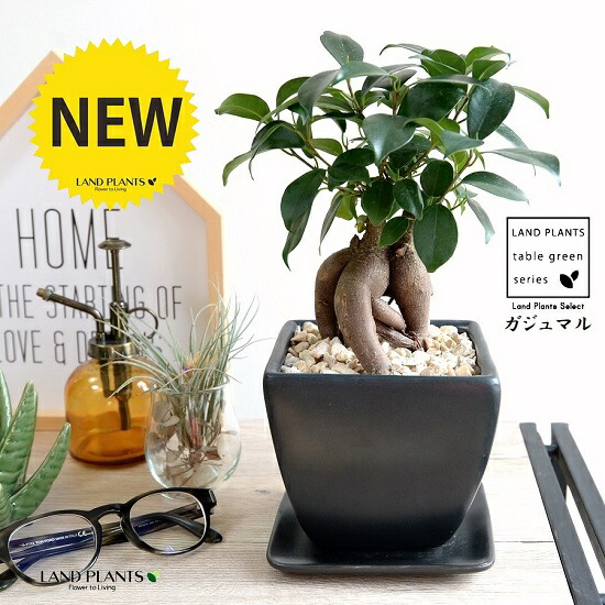 楽天市場】多幸の木 ガジュマル 盆栽風 8号 ホワイトスクエア陶器鉢