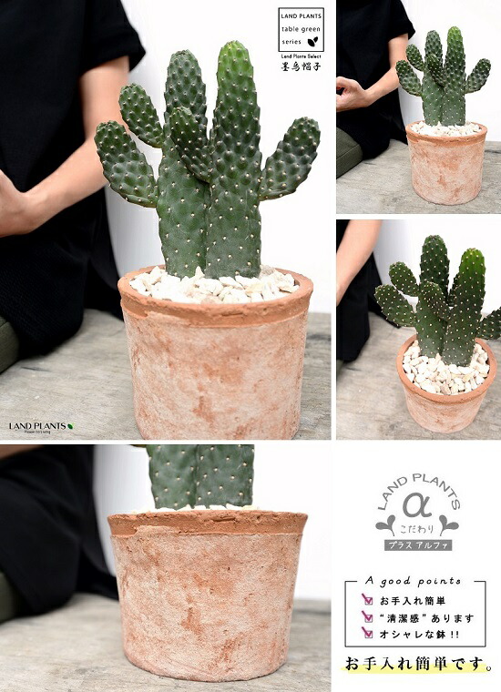 サボテン 墨烏帽子 スミエボシ 2f 茶色 モスポット シリンダー型 陶器鉢 天然砕石 カクタス バンザイサボテン 多肉 多肉植物 2本立ち 鉢植え 鉢 素焼 テラコッタ 茶 ブラウン オレンジ 丸 丸形 送料無料 育て方カード Educaps Com Br