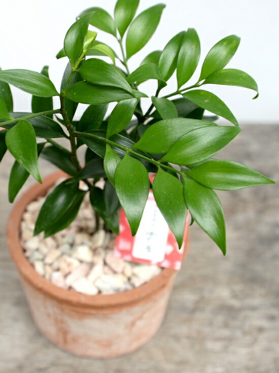 縁結びの木 梛 ナギ 茶色 モスポット シリンダー型 陶器鉢 天然砕石 ナギの木 梛木 熊野三山 神木 鉢植え 鉢 素焼 テラコッタ 茶 ブラウン オレンジ 丸 丸形 送料無料 育て方カード Giosenglish Com