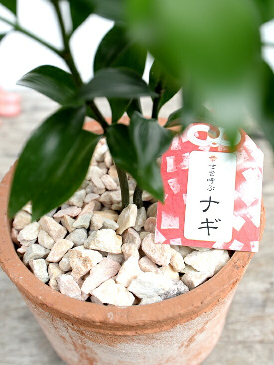 縁結びの木 梛 ナギ 茶色 モスポット シリンダー型 陶器鉢 天然砕石 ナギの木 梛木 熊野三山 神木 鉢植え 鉢 素焼 テラコッタ 茶 ブラウン オレンジ 丸 丸形 送料無料 育て方カード Giosenglish Com