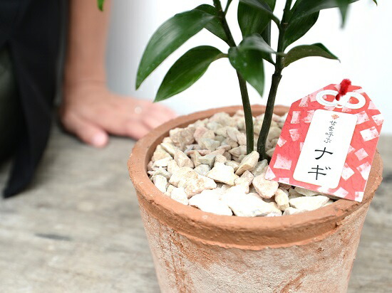 縁結びの木 梛 ナギ 茶色 モスポット シリンダー型 陶器鉢 天然砕石 ナギの木 梛木 熊野三山 神木 鉢植え 鉢 素焼 テラコッタ 茶 ブラウン オレンジ 丸 丸形 送料無料 育て方カード Giosenglish Com