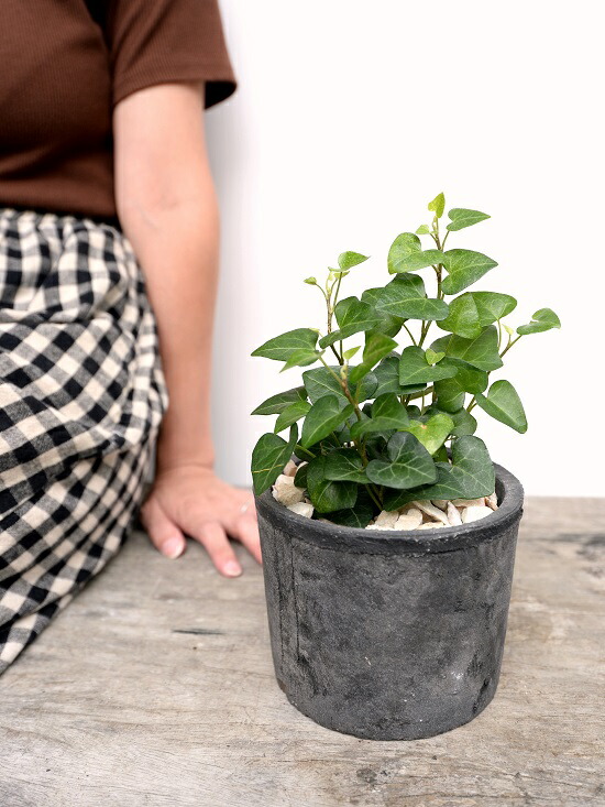 胸間鋳型 アイビー サーク 詐欺師色 モスポット シリンダー型 陶器植木鉢 生まれ乍ら砕石 ハートアイビー ヘデラ アイビーサーク つる特質植物 観葉植物 鉢植え 鉢 素焼 テラコッタ 黒 黒奴 灰 薄墨色 御足 丸容体 貨物輸送無料 育て向き札 Doorswindowsstairs Co Uk