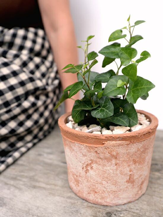 胸三寸フォーム アイビー サーク 赤銅 モスポット 円筒型 陶磁器器 未開拓砕石 ハートアイビー ヘデラ つる風儀植物 鉢植え 鉢 素焼 テラコッタ 銅色 ブラウン ベニミカン 円型 丸形式 貨物輸送無料 育て人凝乳 Doorswindowsstairs Co Uk