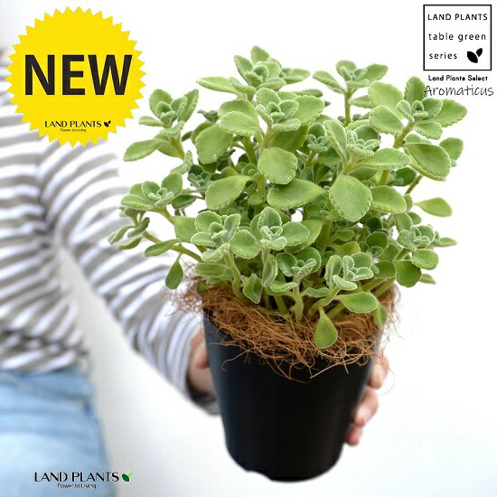 楽天市場】アロマティカス 受皿付き テラコッタ鉢 オレンジ色 キュバン