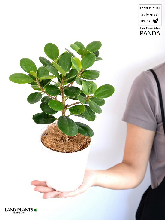 楽天市場】【希少植物】【お試し】 パンダガジュマル 4号