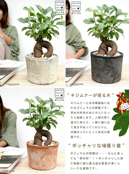 楽天市場】【3色】ガジュマル （幹太タイプ） 黒色 or 茶色 or 白色