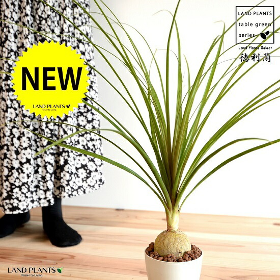 トックリラン 楽天市場】【現品発送】トックリラン 苗木 7号ハンドリーポット植え