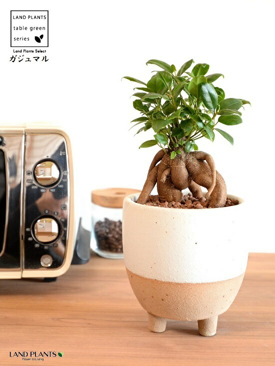 がじゅまる dショッピング |【水耕栽培】 がじゅまる（幹太）スクエア型 ガラス