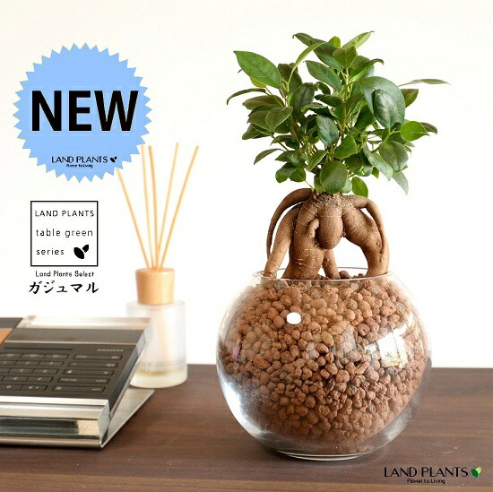 【がじゅまる様】⑬ dショッピング |【水耕栽培】 がじゅまる（幹太）ボール型