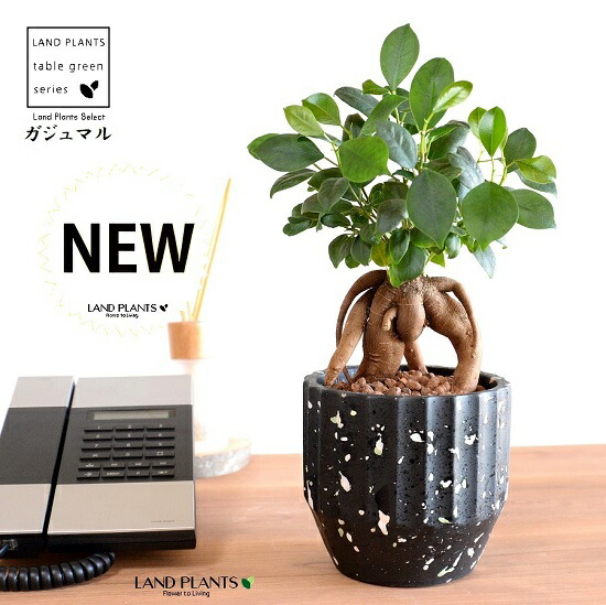 がじゅまる　No10 halrc0105818692.jpg