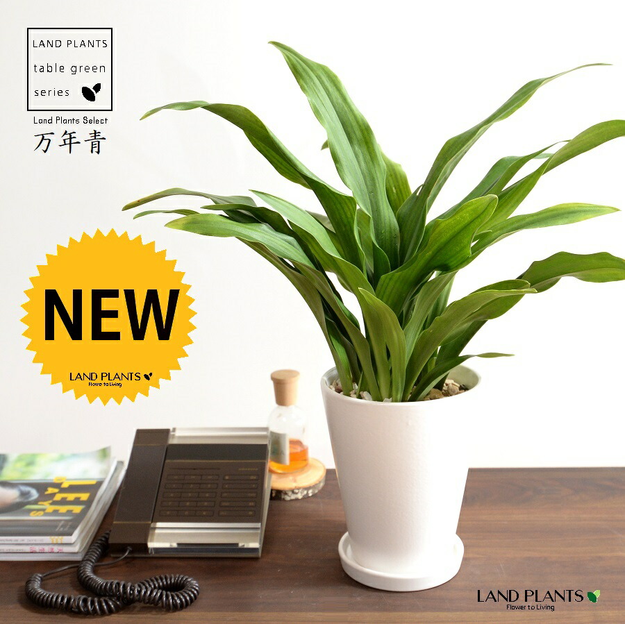 万年青：オモト（有田：宗石） 白色 スリム型 トール陶器鉢 【植木鉢変更 ※トール→ラウンドで納品】 【天然砕石・受皿】 モダンオモト 有田おもと 万年青 おもと スズラン 吉草 長寿草 花壇綱目 アリタ