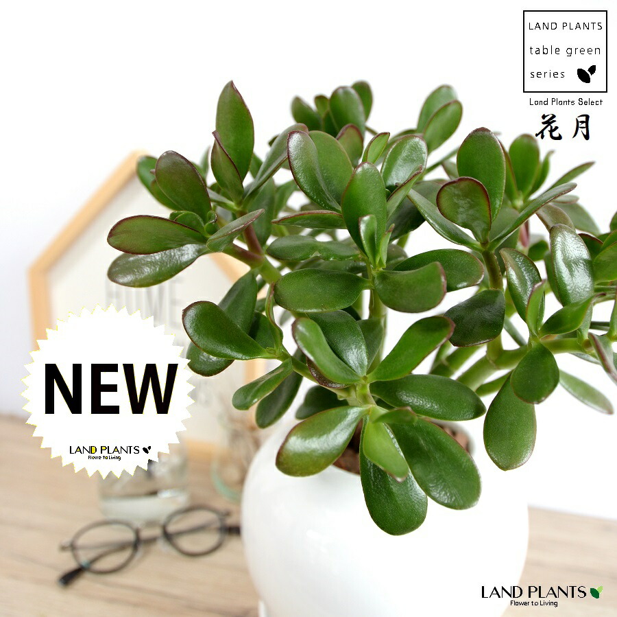 【特注植木鉢】 カネノナルキ（花月：カゲツ） 特大丸 陶器鉢 白色 【バークチップ・受皿】白 ホワイト クラッスラ ポルツラケア 多肉植物 多肉質 多肉 金のなる木 フチベニベンケイ 縁紅弁慶 成金草 鉢 植木鉢 陶器 常滑 観葉植物 観葉