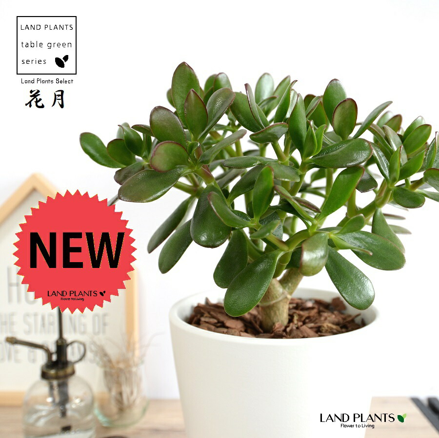 【特注植木鉢】 カネノナルキ（花月：カゲツ） 白色 ラウンド 陶器鉢 Mサイズ 【バークチップ・受皿】白 ホワイト クラッスラ ポルツラケア 多肉植物 多肉質 多肉 金のなる木 フチベニベンケイ 縁紅弁慶 成金草 鉢 植木鉢 陶器 観葉植物