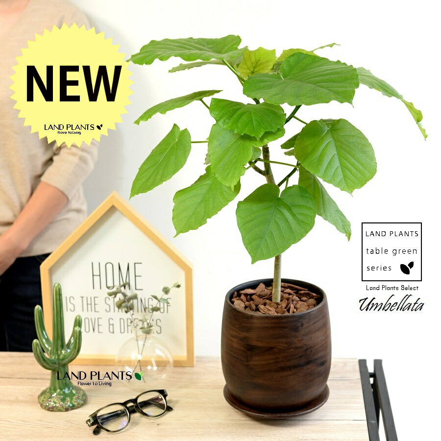 ウンベラータ（自然樹形） ウッド風 ペイント 陶器鉢 Ｍサイズ 【バークチップ・受皿】茶 ブラウン 鉢植え 鉢 苗 苗木 植木 鉢植え 室内 ウッド 木目 茶 ブラウン ウォールナット 丸 ラウンド 観葉 観葉植物