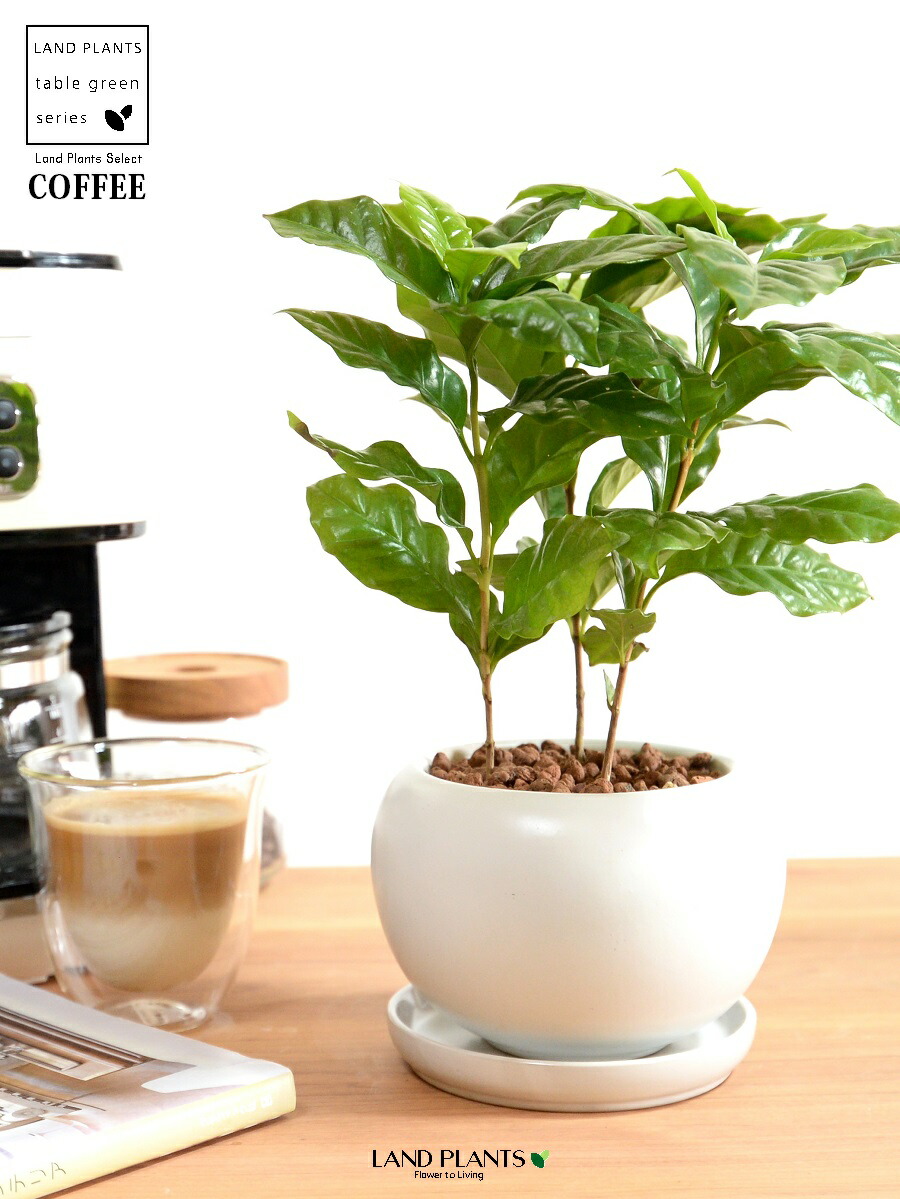 コーヒーの木 ファイバー鉢 お皿付き コーヒーの木 ファイバー鉢 お皿付き 送料1/2】コーヒーの木 コーヒー
