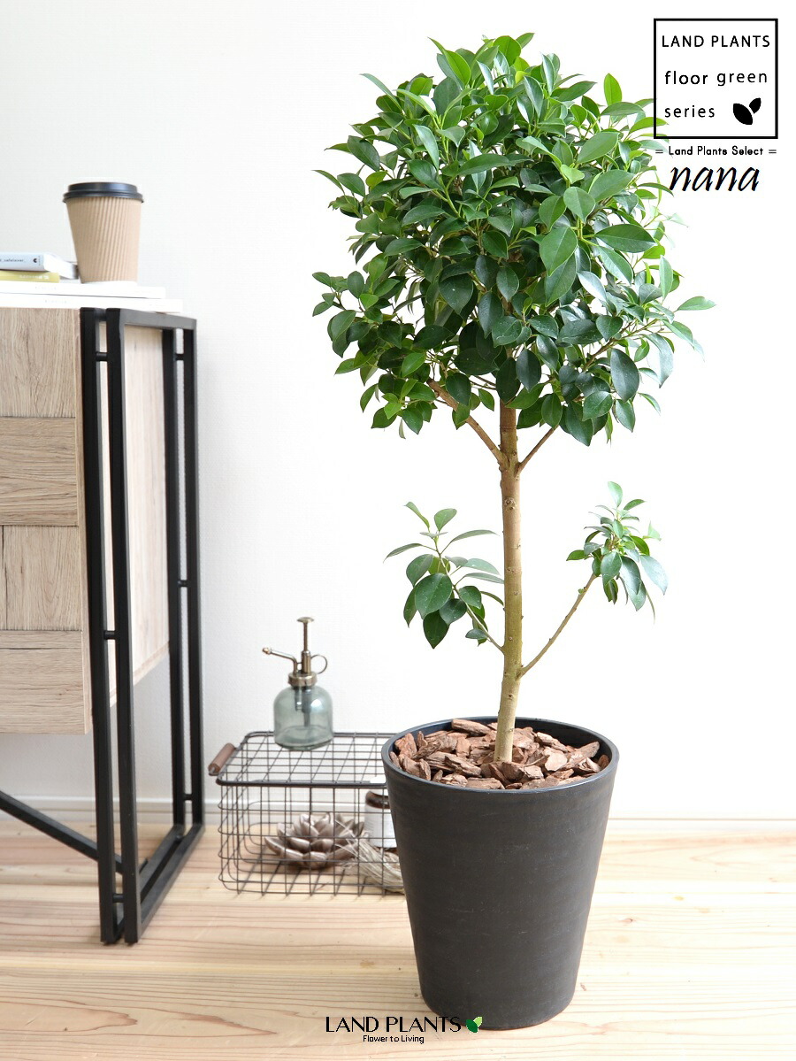 楽天市場】フィカス（ナナ） 黒色 セラアート鉢 8号 【バークチップ