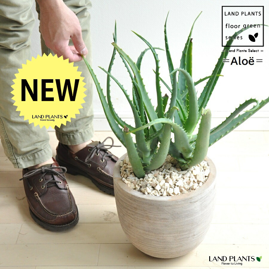 アロエ(木立:キダチアロエ) 横縞 デザインの良い テラコッタ鉢 【天然砕石】茶 ブラウン ベージュ 鉢植え 鉢 砂色 大型 観葉植物 アロエ リュウゼツラン カリフォルニア 竜舌蘭 アガペ アガヴェ|ランドファーム