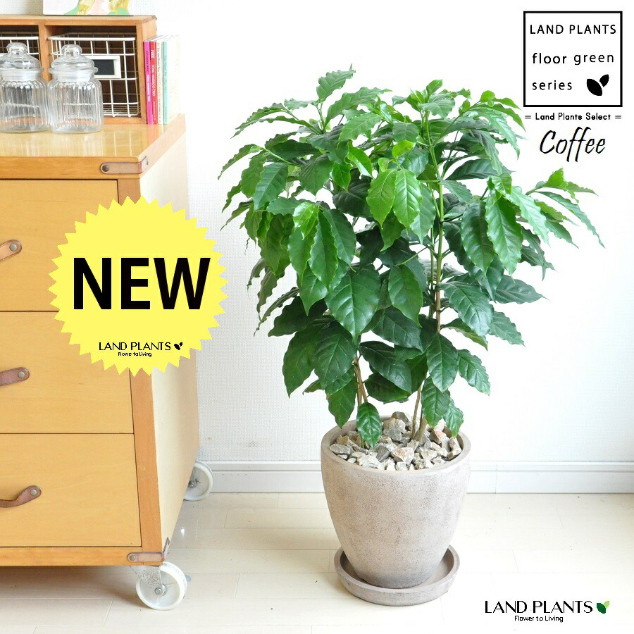 珈琲の木 赤銅色 エッグ型 ラウンド 瀬戸もの鉢 【茶石・受皿】茶 赤銅色 砂色 キャフェ coffee コーヒーノキ 若木 苗 観葉草木 草木 鉢植え 鉢 貨物輸送無料 素焼 素焼き テラコッタ 丸 丸形 ラウンド どんぶり鉢