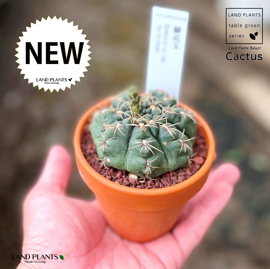 楽天市場】【多肉植物】 サボテン（緋花玉：ヒカダマ） 3号 茶色