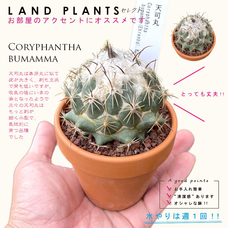 楽天市場】【多肉植物】 サボテン（天司丸：テンシマル） 3号