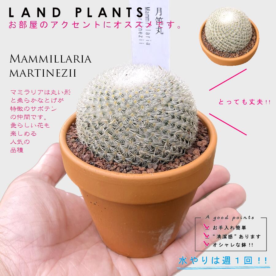 サボテン 雪晃♡抜き苗(^○^) サボテン 雪晃♡抜き苗(^○^) 【公式通販】