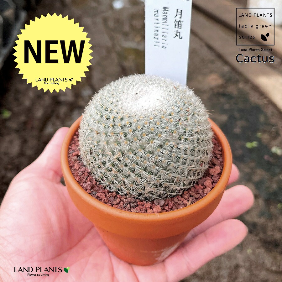 楽天市場】【多肉植物】 サボテン（雪晃：セッコウ） 3号 茶色