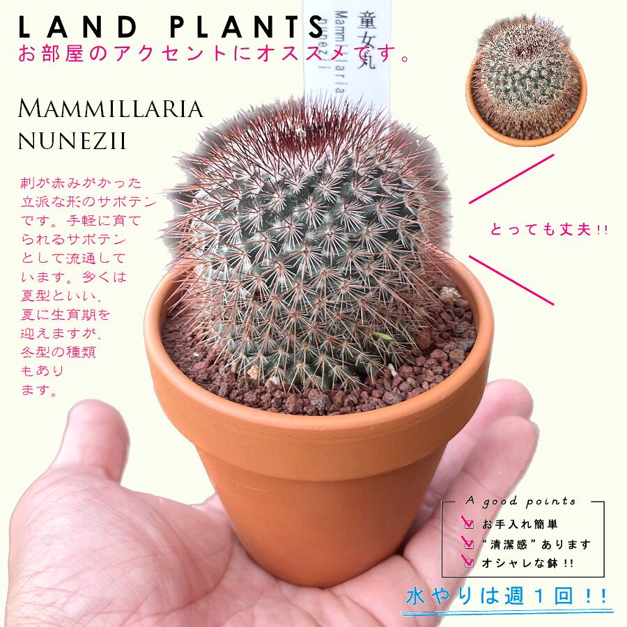 ★奈良研★サボテン・多肉色々★67★グロボシフローラ★ 多肉植物 サボテン（天司丸：テンシマル） 3号 茶色