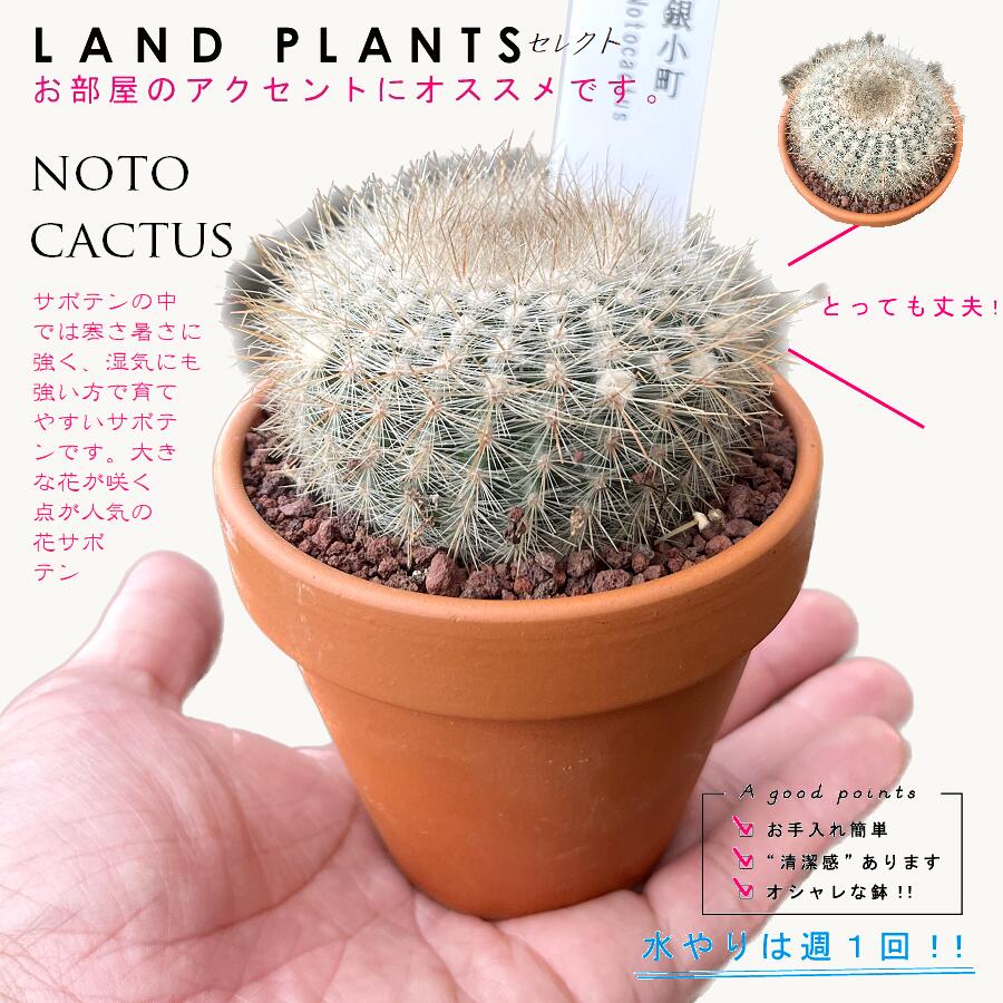 楽天市場】【多肉植物】 サボテン（金晃丸：キンコウマル） 3号 茶色