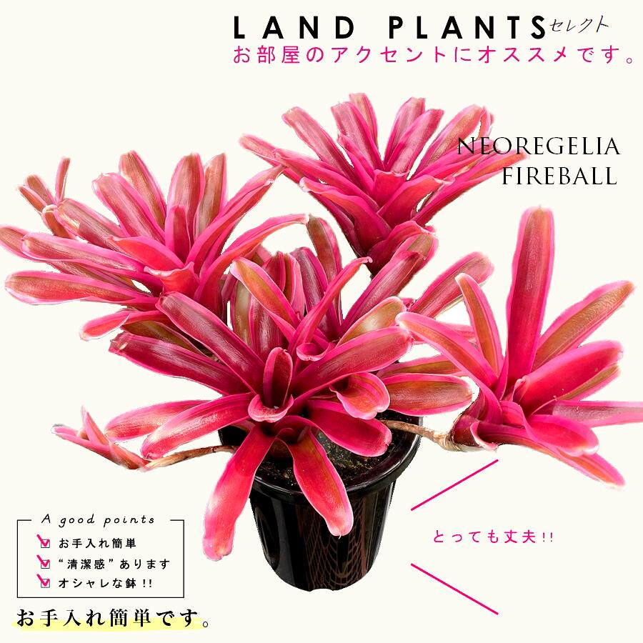 楽天市場】ネオレゲリア （リオオブリオ） 5号 黒色